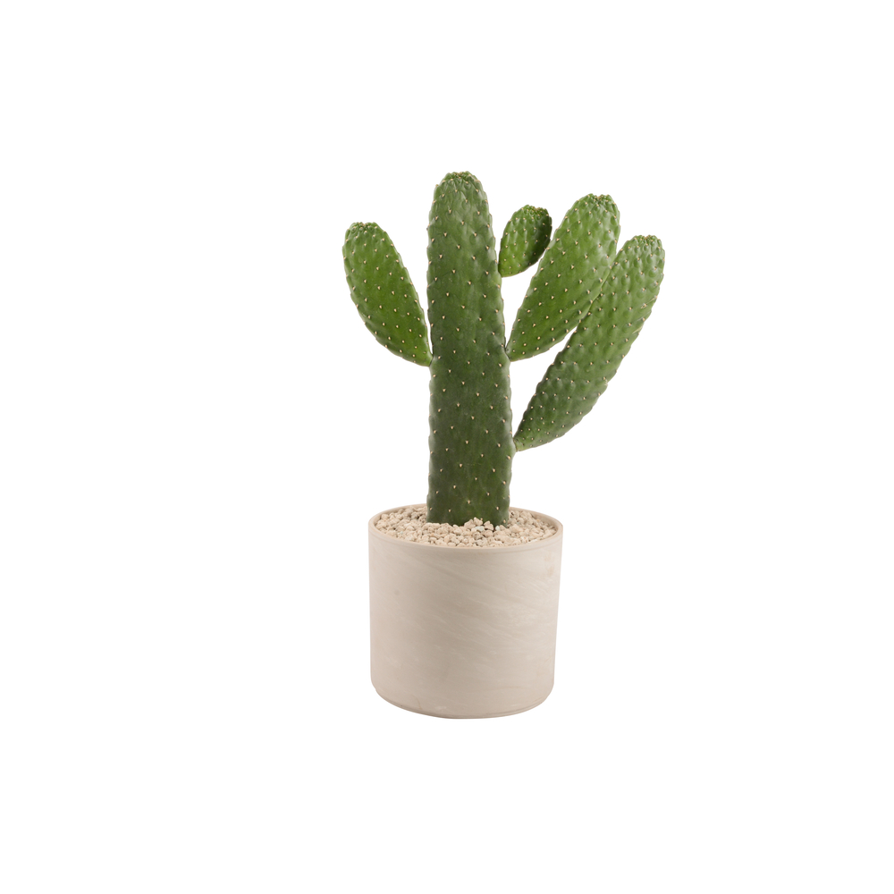 Opuntia 'Consulea': pot D.22cm