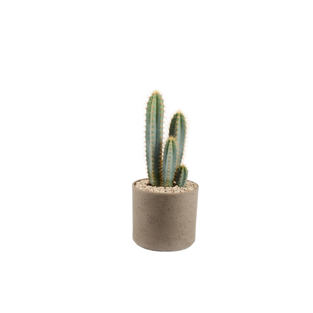 Pilosocereus Azureus : pot 