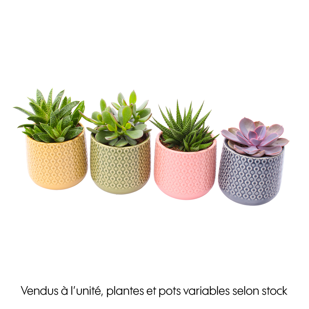 Succulentes mix : pot D.11cm