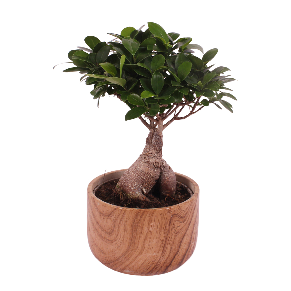 Ficus Ginseng : pot céramique D.17cm