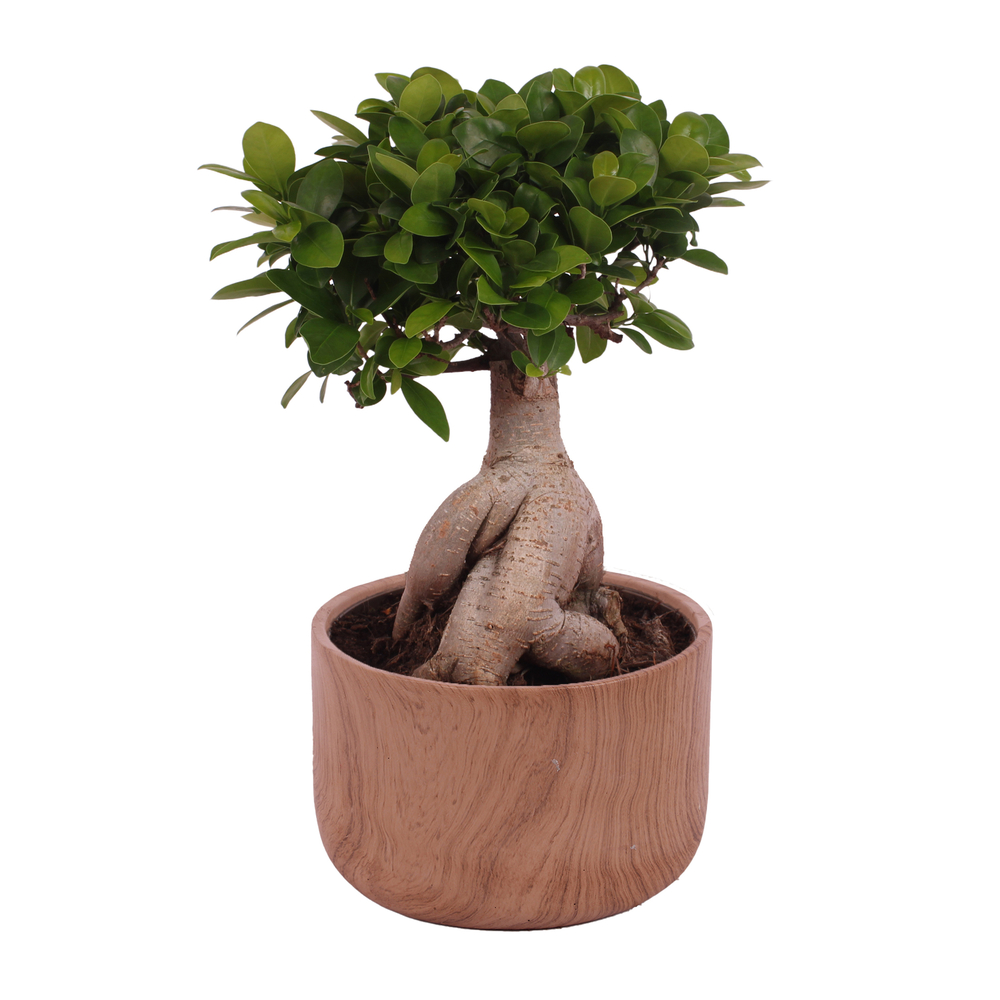 Ficus Ginseng : pot céramique D.22cm