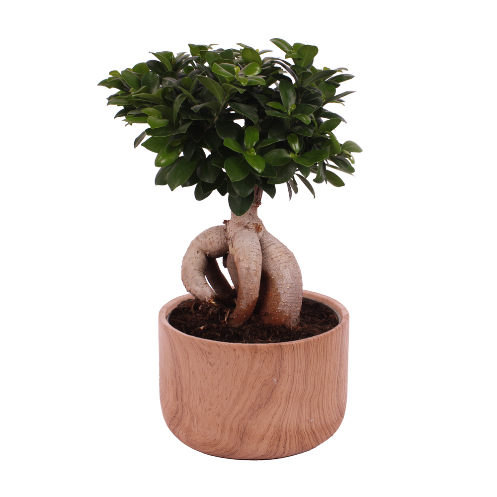 Ficus Ginseng : pot céramique D.26cm