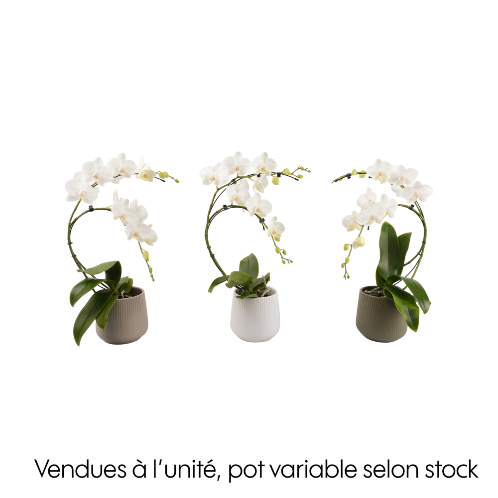 Orchidée, Phalaenopsis : pot 'floris' D.14cm