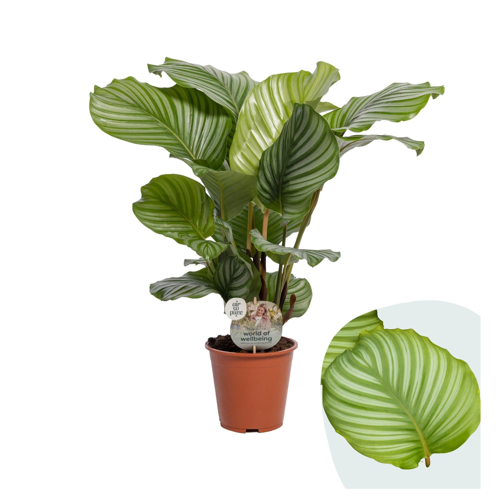 Calathea Orbifolia : pot D.19cm
