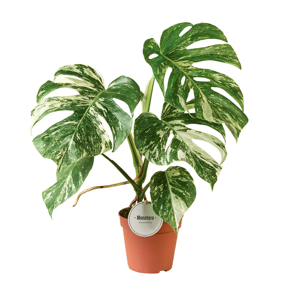 Monstera deliciosa 'Variegata' : pot D.15cm