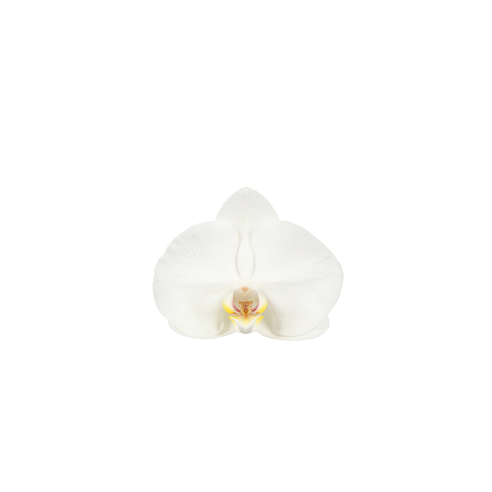 Phalaenopsis Dioro, 2 tiges : coupe D.13cm