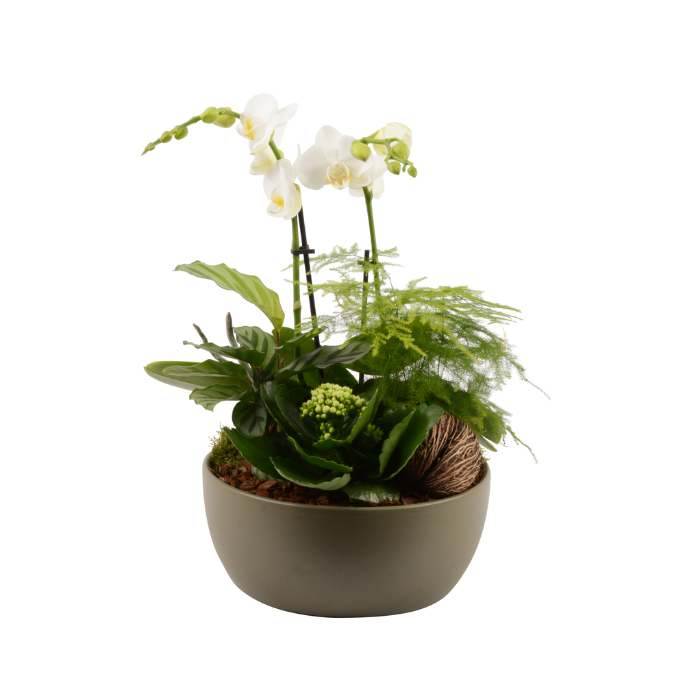 Compostion Phalaenopsis et 4 plantes vertes : pot D.23cm