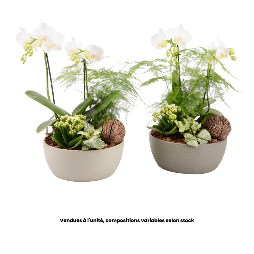 Compostion Phalaenopsis et 4 plantes vertes : pot D.23cm