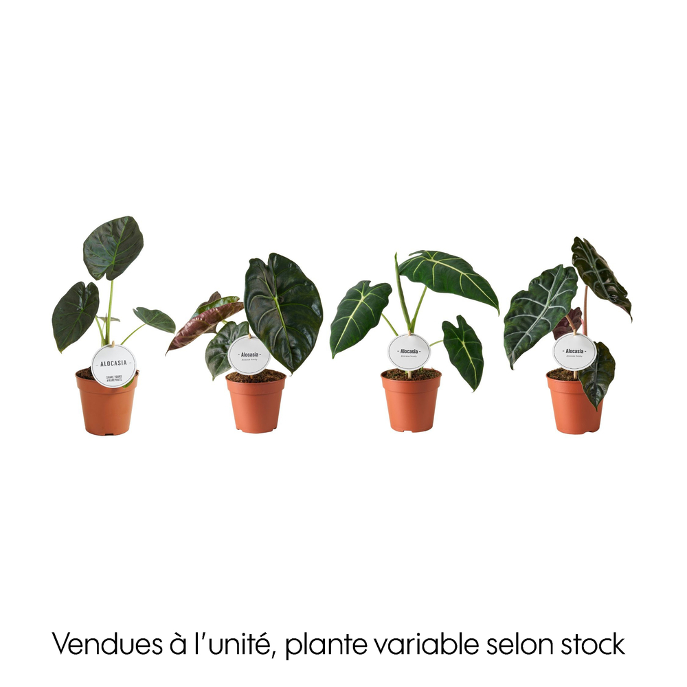 Alocasia mix : pot D.12cm