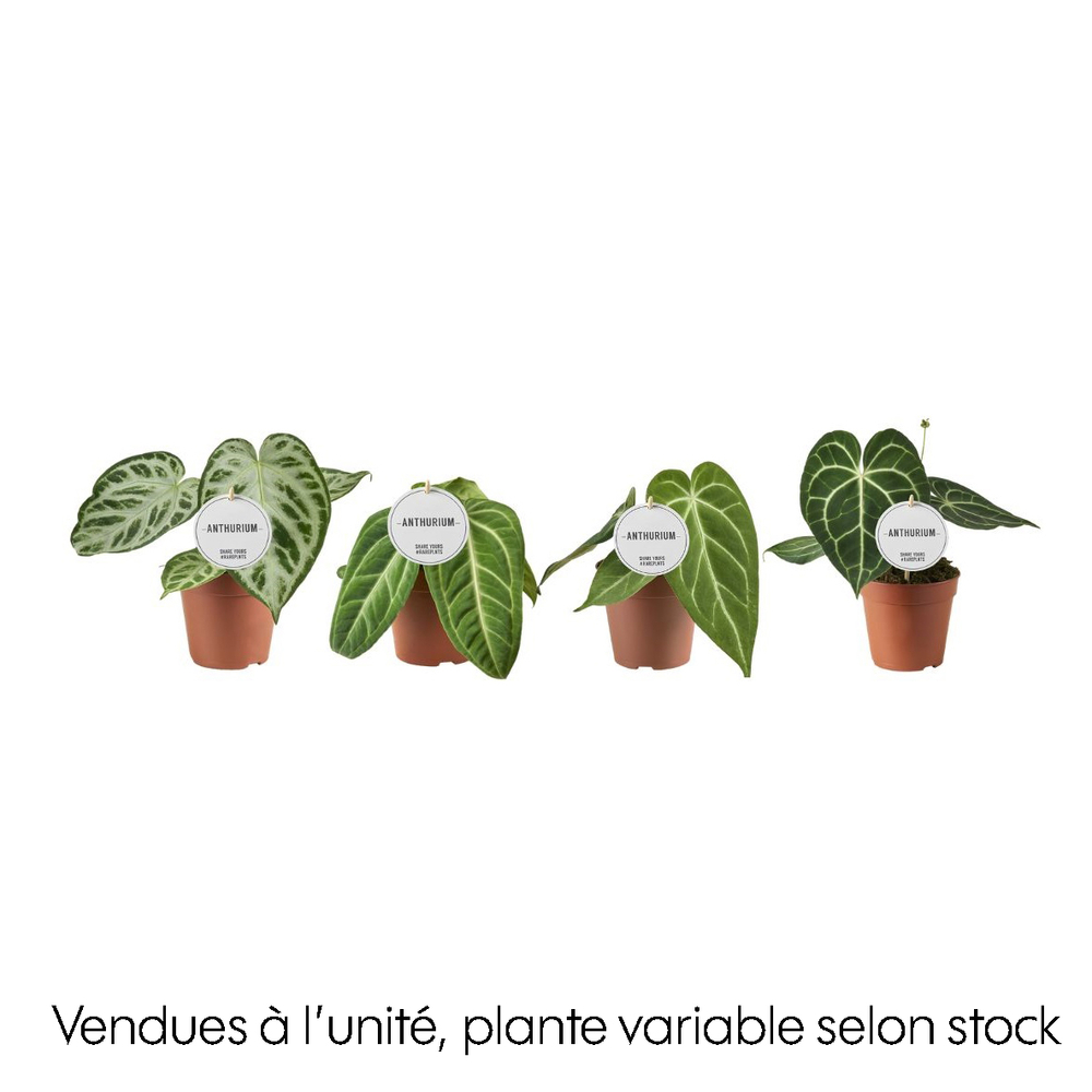 Anthurium mix, variétés variables : pot D.12cm