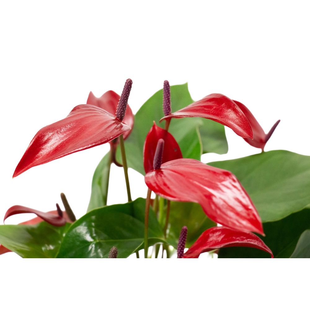 Anthurium Grandiflora, coloris variable : cache pot D.14cm