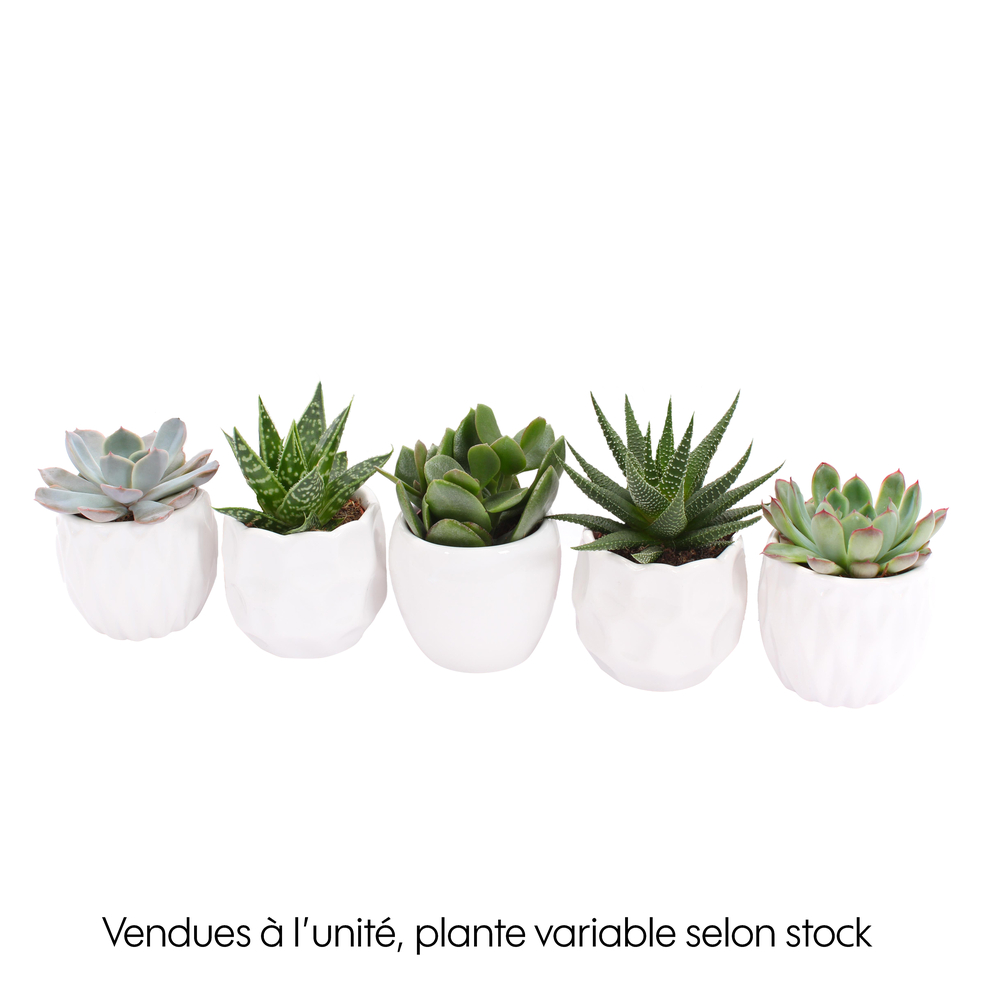 Plante succulente, plusieurs variétés possibles : pot blanc D.8cm