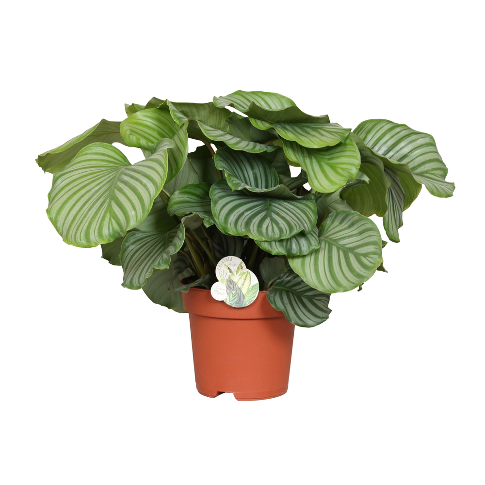 Calathea Orbifolia : pot D.24cm