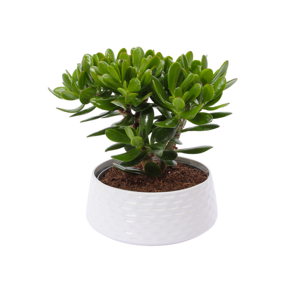 Crassula 'Magical tree' : pot D.22cm