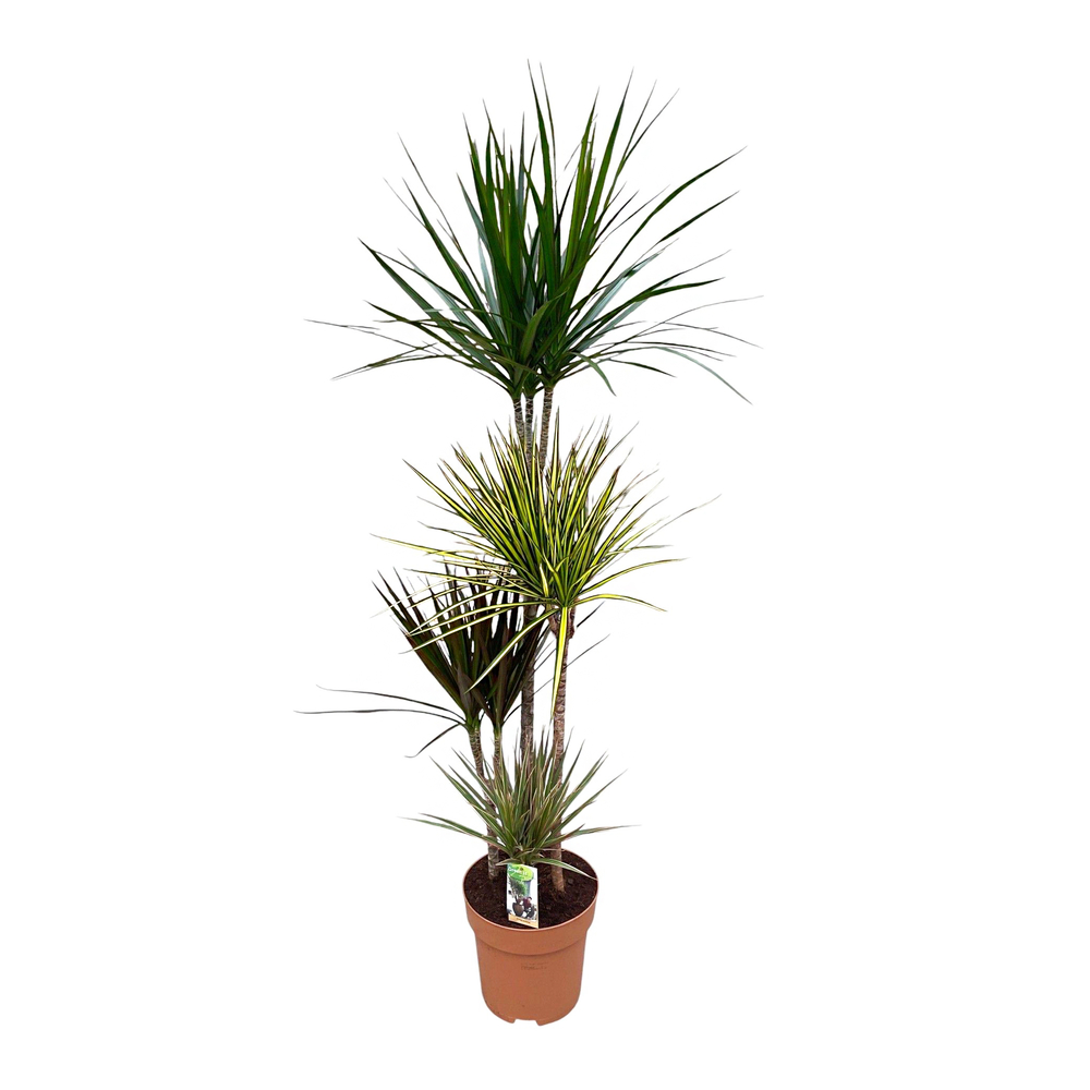 Dracaena 'Carnaval', 4 pieds : pot D.27cm