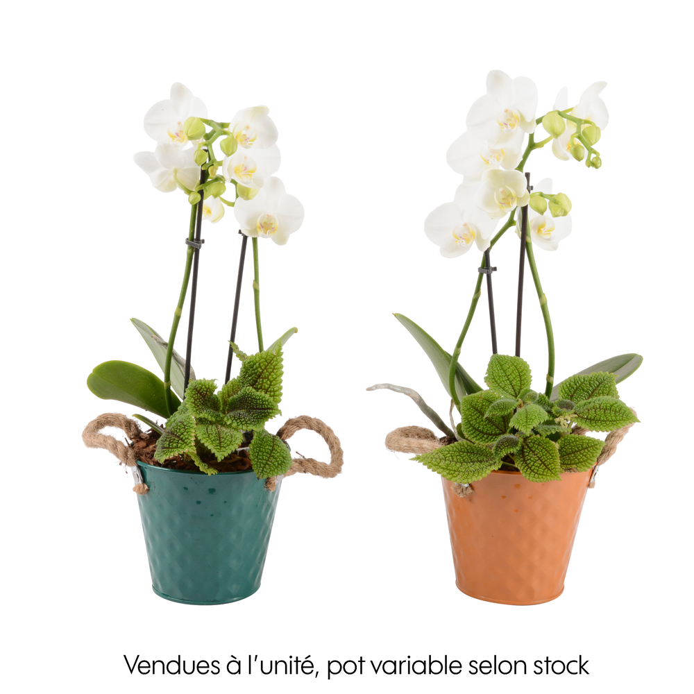 Composition phalaenopsis, 2 tiges : pot zinc D.13cm - H.45cm