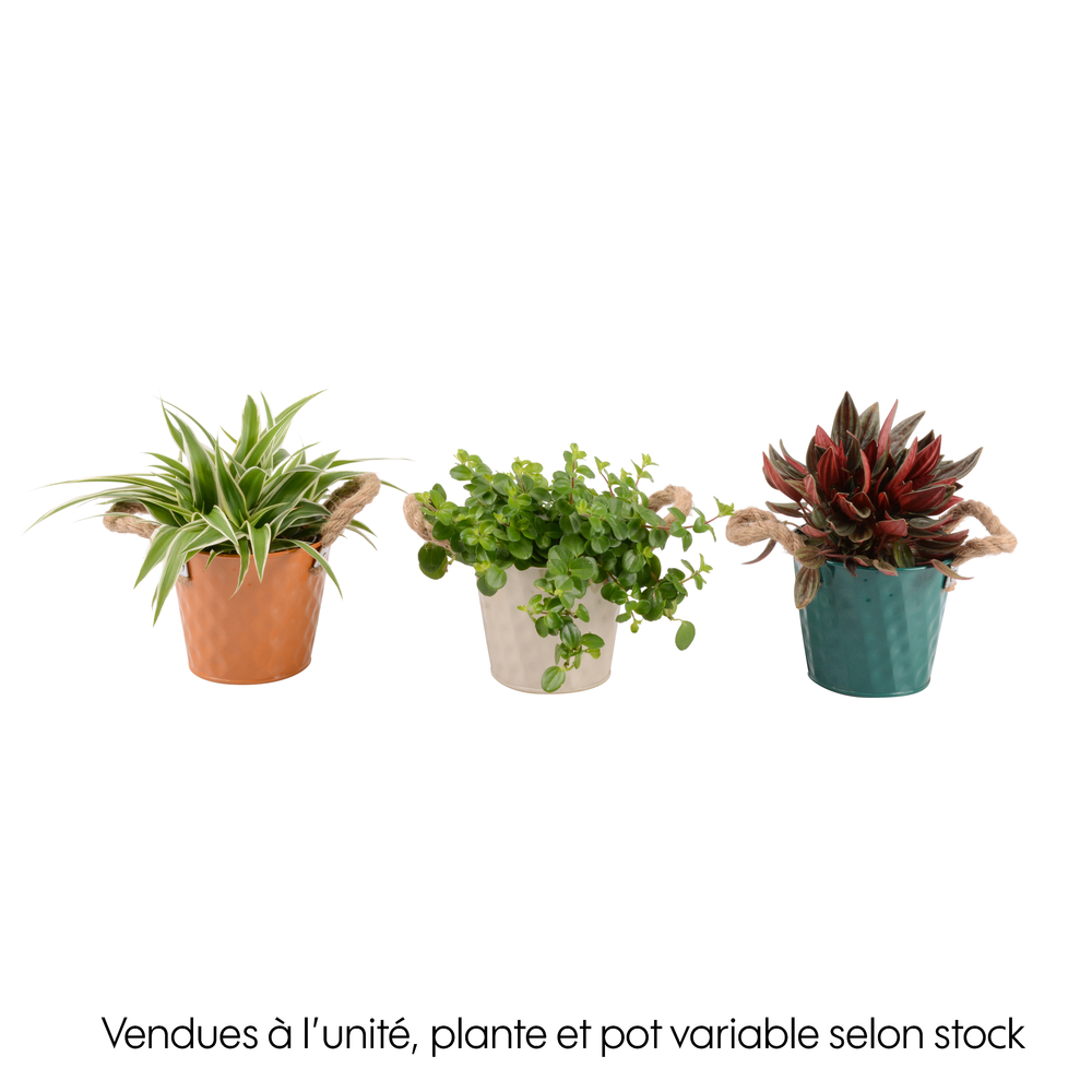 Plantes vertes mix : pot zinc D.12cm
