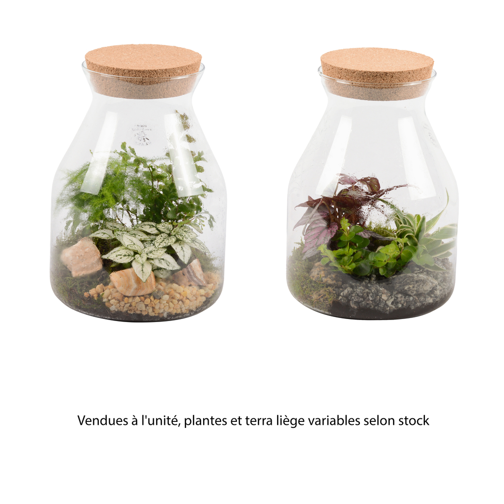Composition plantes vertes : terrarium D.18cm - H.26cm