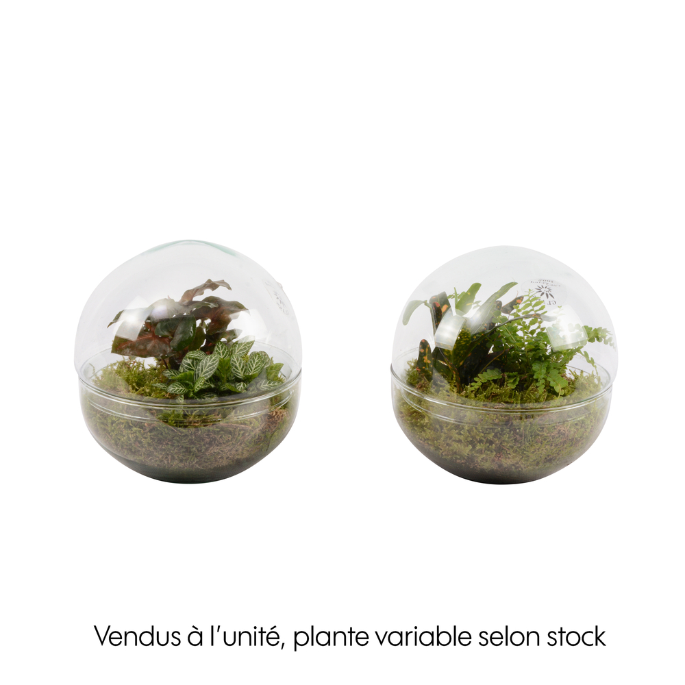 Terrarium en forme de boule, 2 plantes : D.15cm - H.15cm