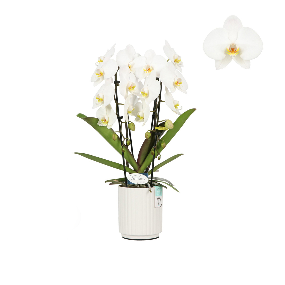 Phalaenopsis 'Fontano', 2 tiges, coupe céramique : H.60cm - D.13cm