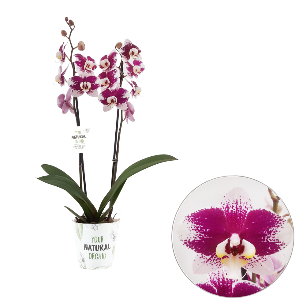 Phalaenopsis 'Barcelona', 2 tiges : pot D.12cm