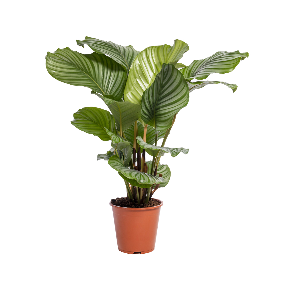 Calathea Orbifolia : pot D.19cm