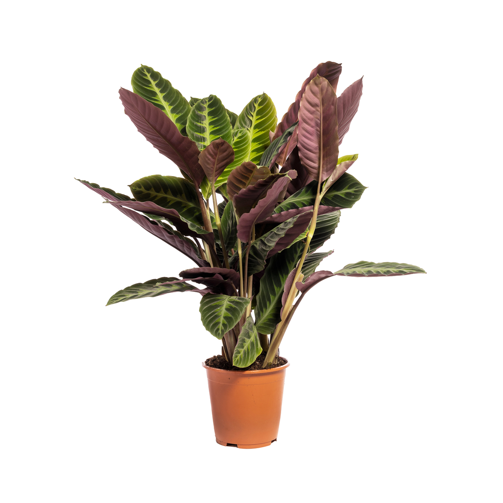 Calathea warscewiczii : pot D.19cm