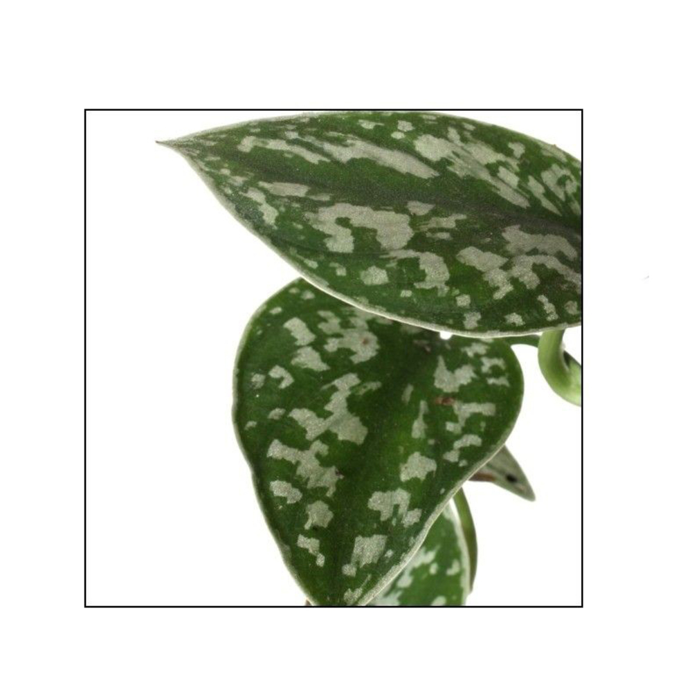 Scindapsus pictus : suspension D.17cm