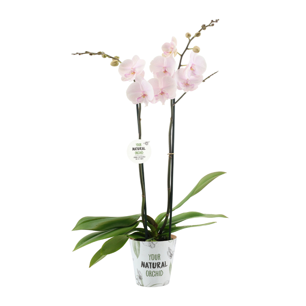 Phalaenopsis 'Manta Ambon', 2 tiges : H.60cm - pot D.12cm
