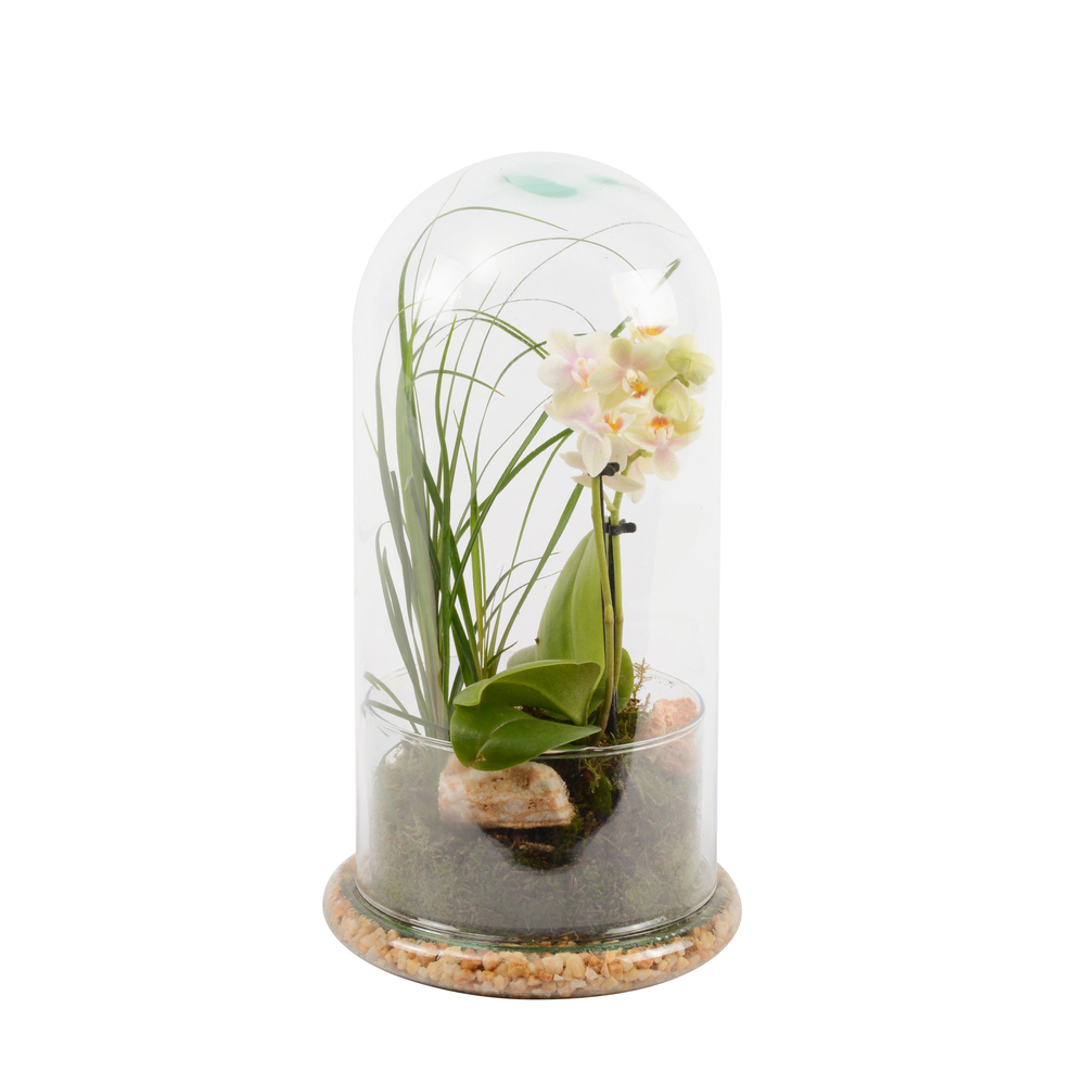 Terrarium en verre, orchidée Phalaenopsis avec plantes - D.17cm