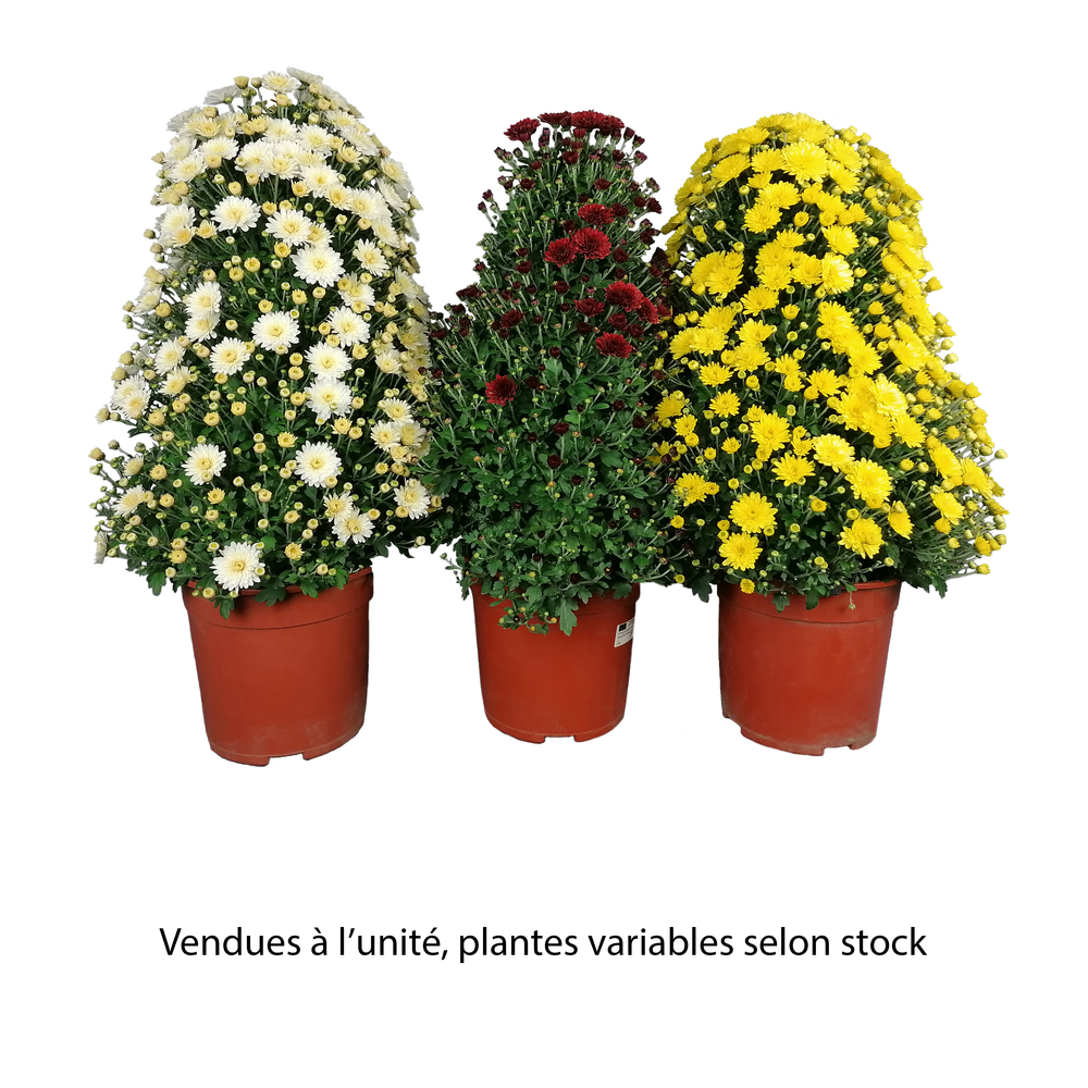 Chrysanthème pyramide, coloris variable : pot D.21cm