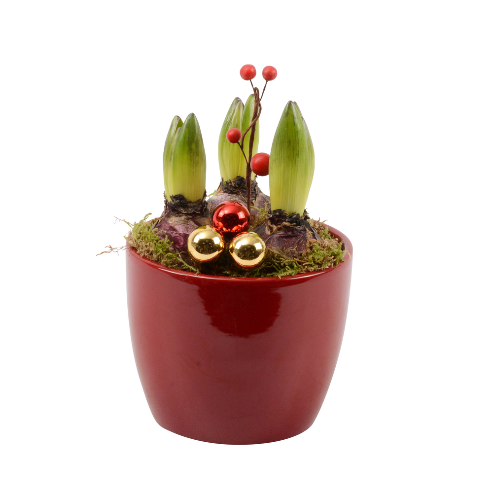 Jacinthe x3 : pot décoratif 'traditionnel', D.12cm - H.21cm