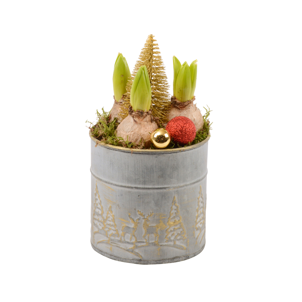 Jacinthe x3 : pot décoratif 'traditionnel', D.11cm - H.24cm