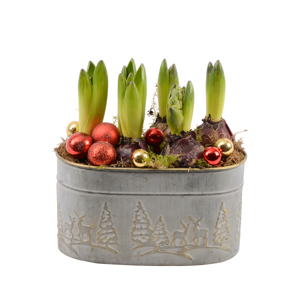 Jacinthe, 6 bulbes : pot décoratif traditionnel D.20cm