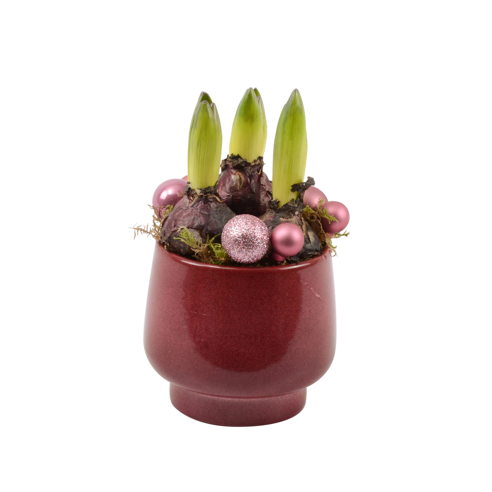 Jacinthe, 3 bulbes : pot décoratif 'chic' D.12cm