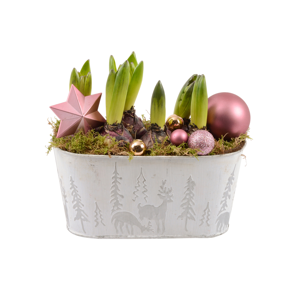 Jacinthe, 6 bulbes : pot décoratif 'chic' D.20cm