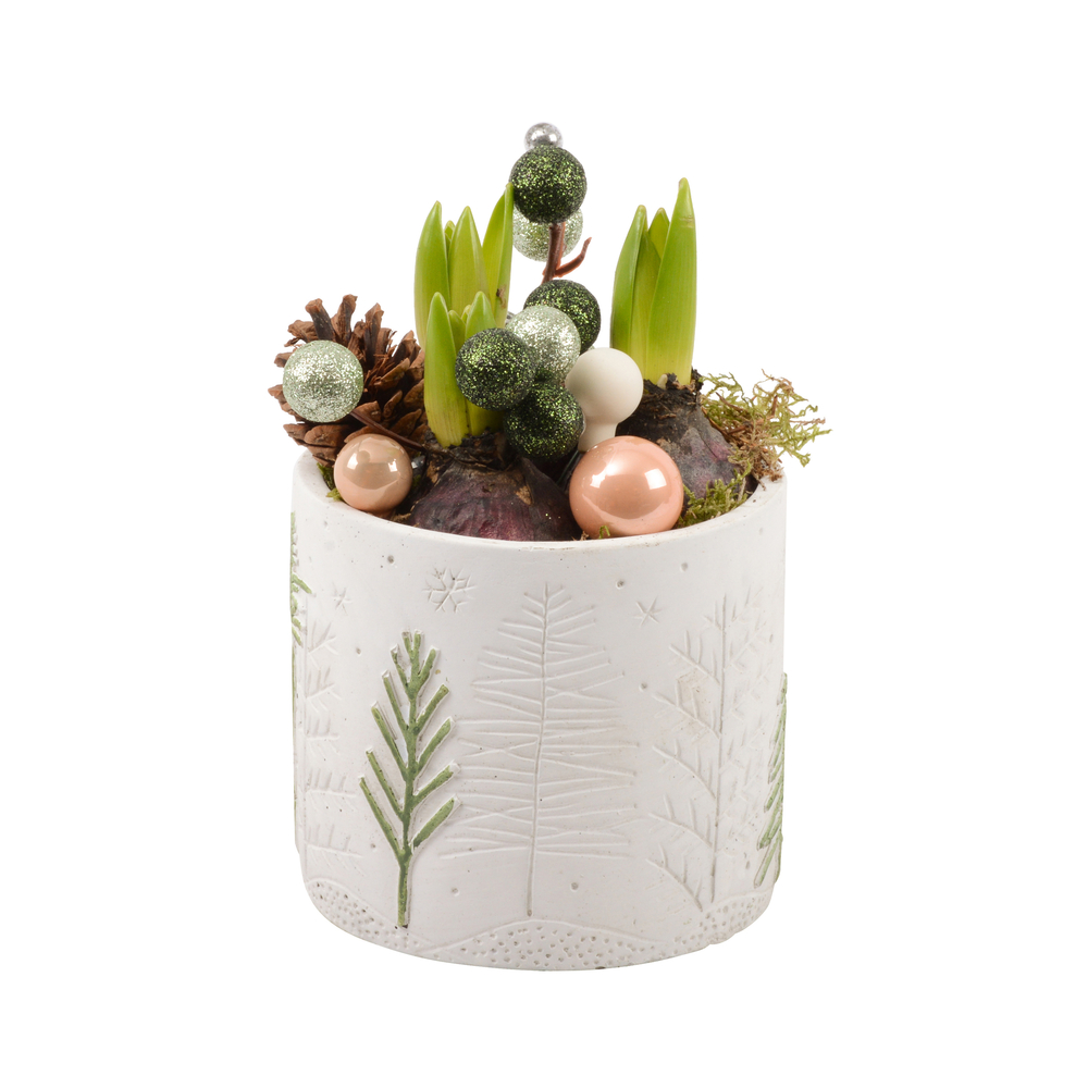 Jacinthe, 3 bulbes : pot décoratif 'moderne' D.12cm