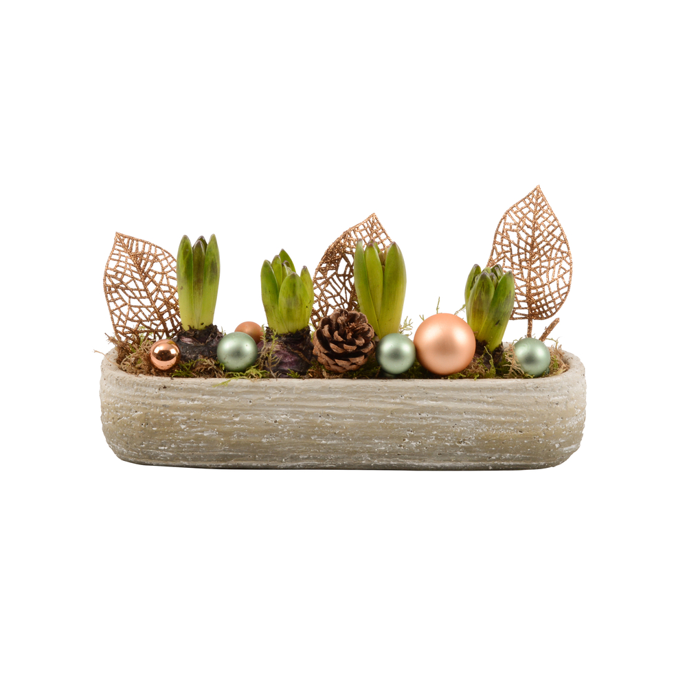 Jacinthe, 4 bulbes : pot décoratif 'moderne' D.30cm