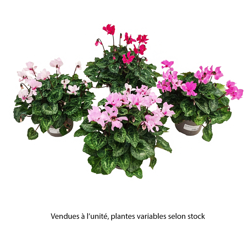Cyclamen mini 