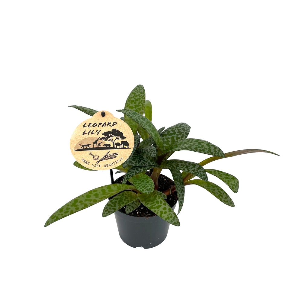 Ledebouria socialis : pot D.12cm