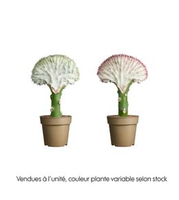 Euphorbia lactea, variétés variables : pot D.9cm
