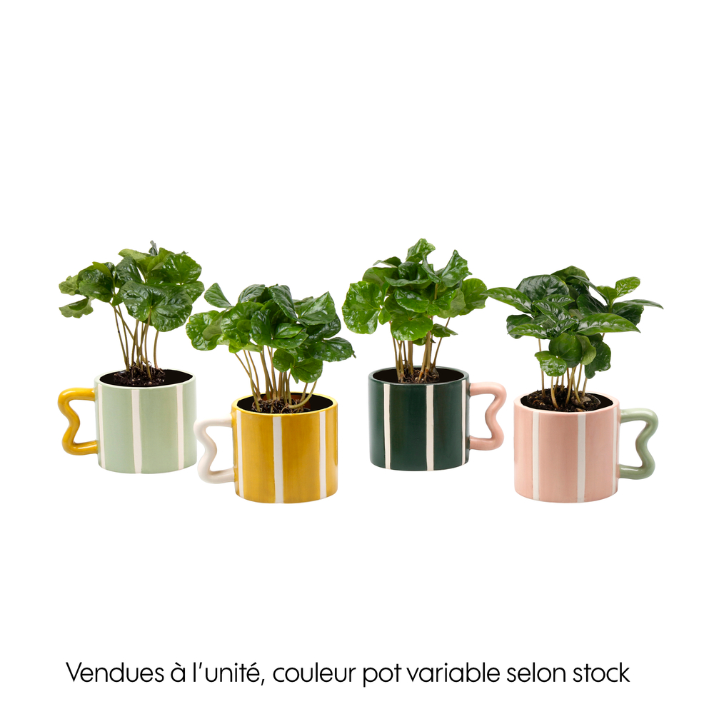 Caféier d'Arabie (Coffea Arabica) : Tasse décorative D.12cm