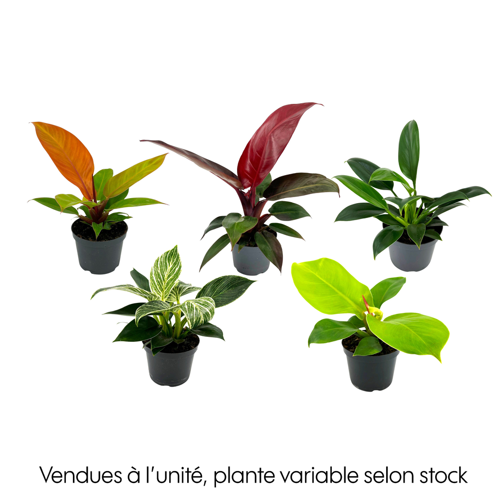 Philodendron 'Mix' : pot D.12cm