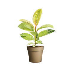 Ficus elastica 'Shivereana' : pot D.9cm