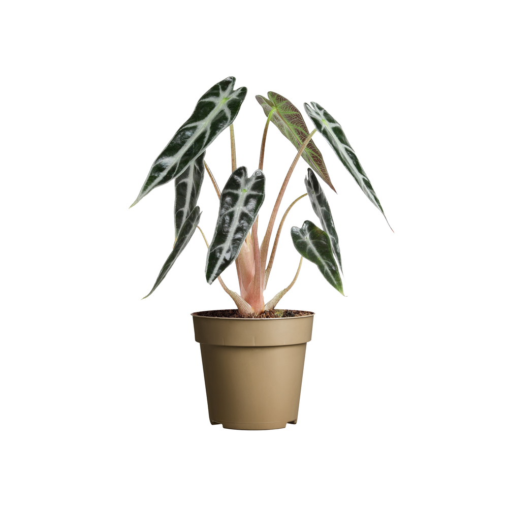Alocasia 'Bambino' : pot D.9cm - H.20cm