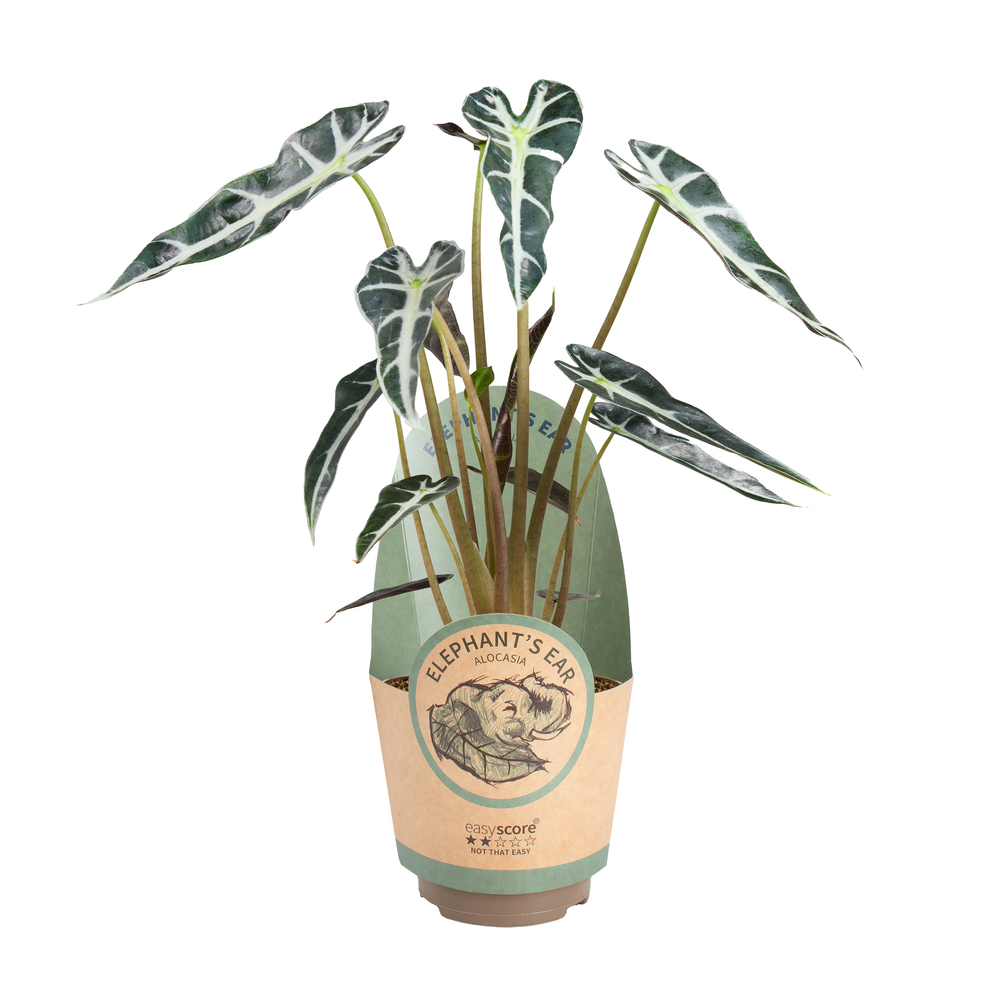 Alocasia 'Bambino' : pot D.9cm