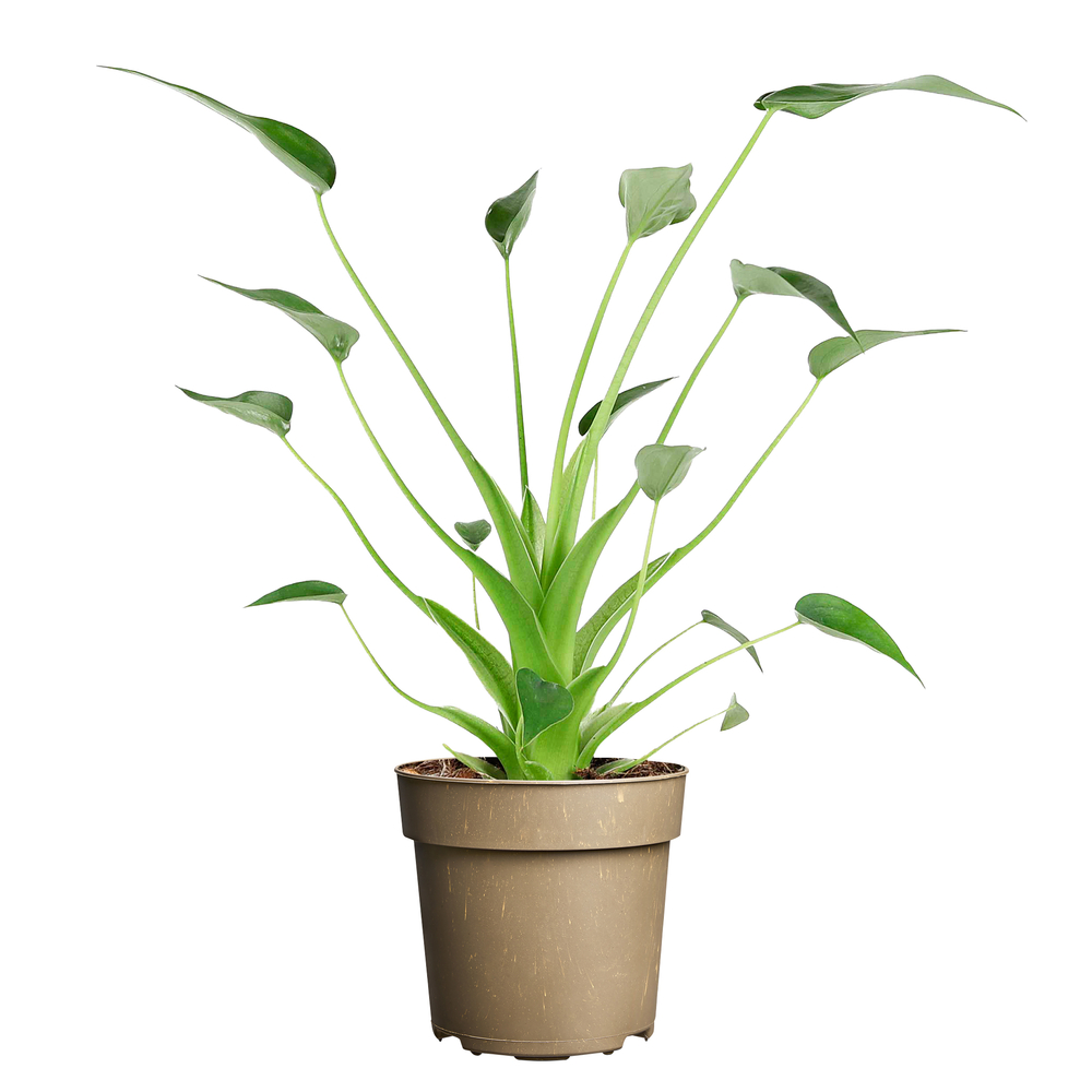 Alocasia 'Tiny Dancers' : pot D.11cm