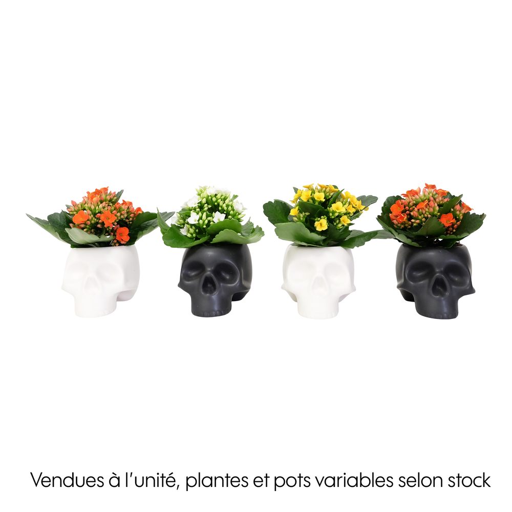 Kalanchoe : cache-pot 