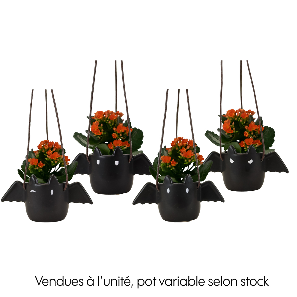 Kalanchoe en suspension, coloris variable : cache pot Flappy D.6cm