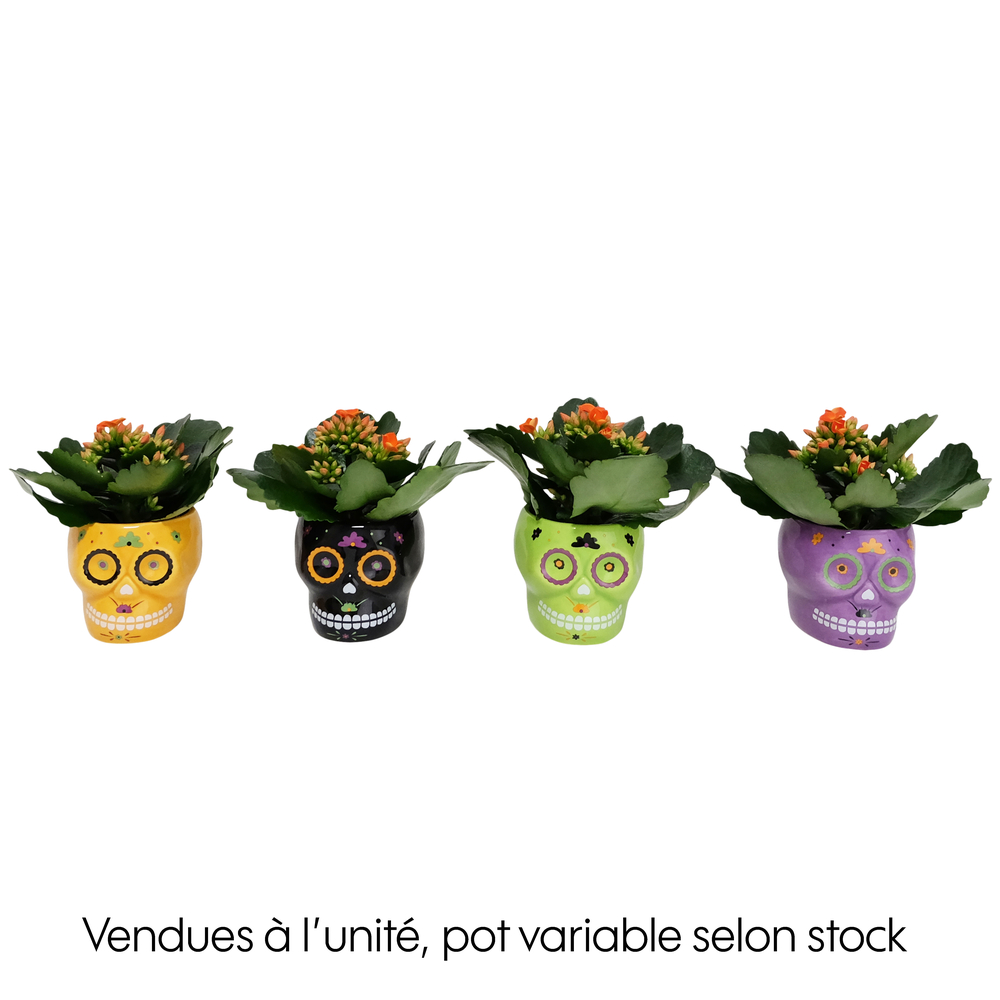 Kalanchoe, coloris variable : cache pot Calavera D.6cm
